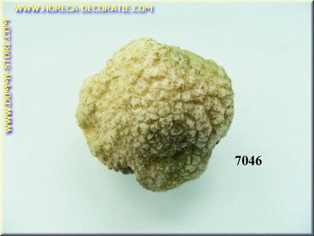 Small White truffle - 3x4 cm fake dummy