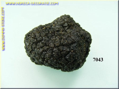 Small Black Truffle 3x4 cm - Imitation - Dummy