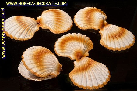 Giant shells, 4 pieces, 120 mm - Fish dummy